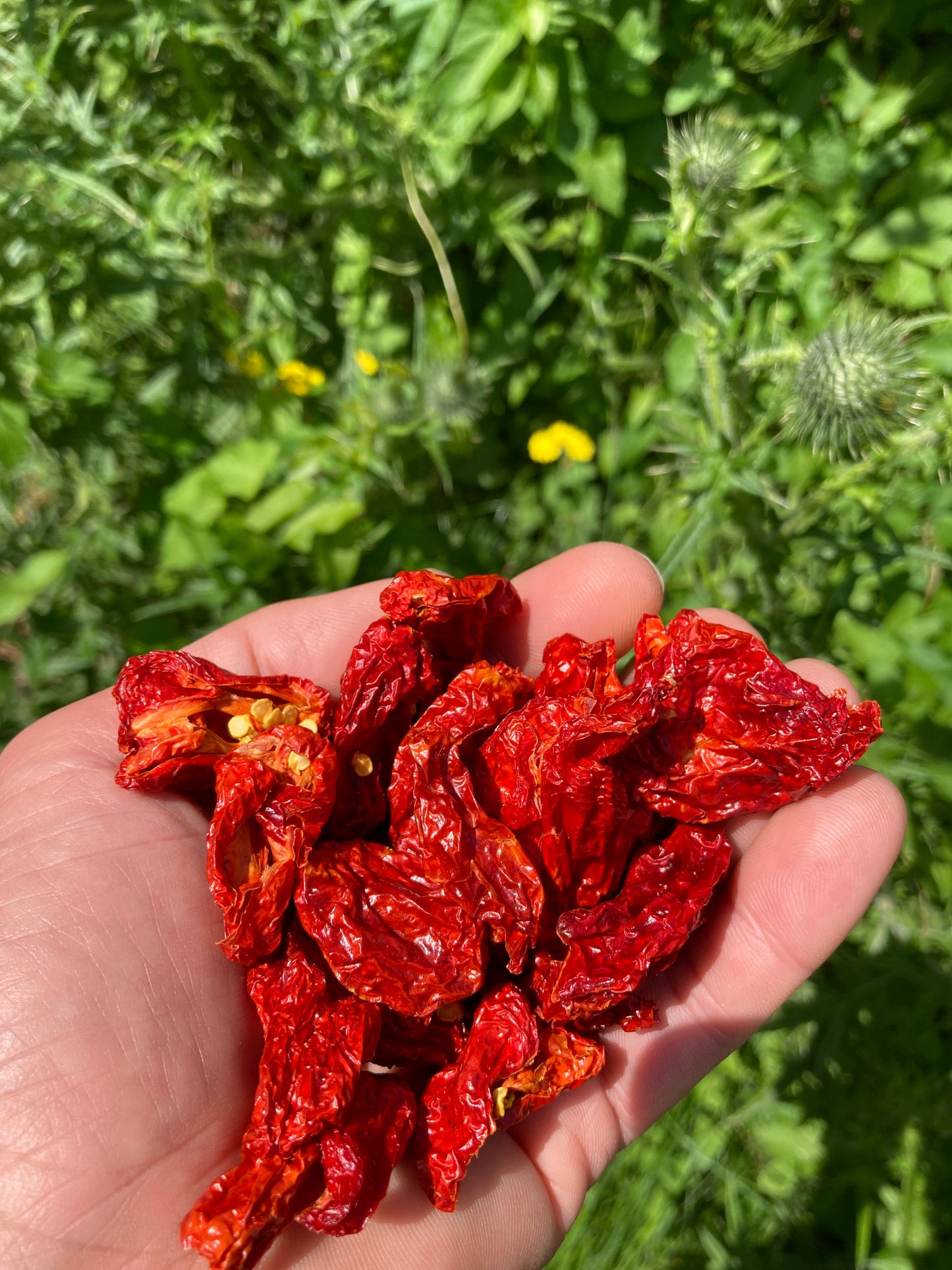 Dried Dutch Reaper Peppers - 20g