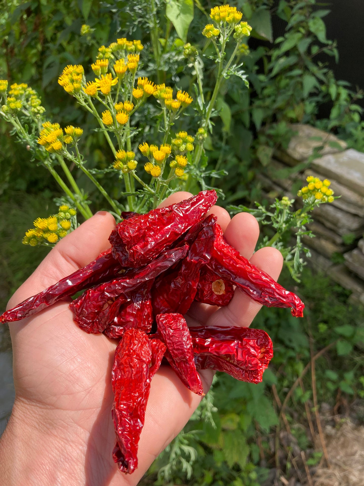 Dried Fresno Peppers - 40g