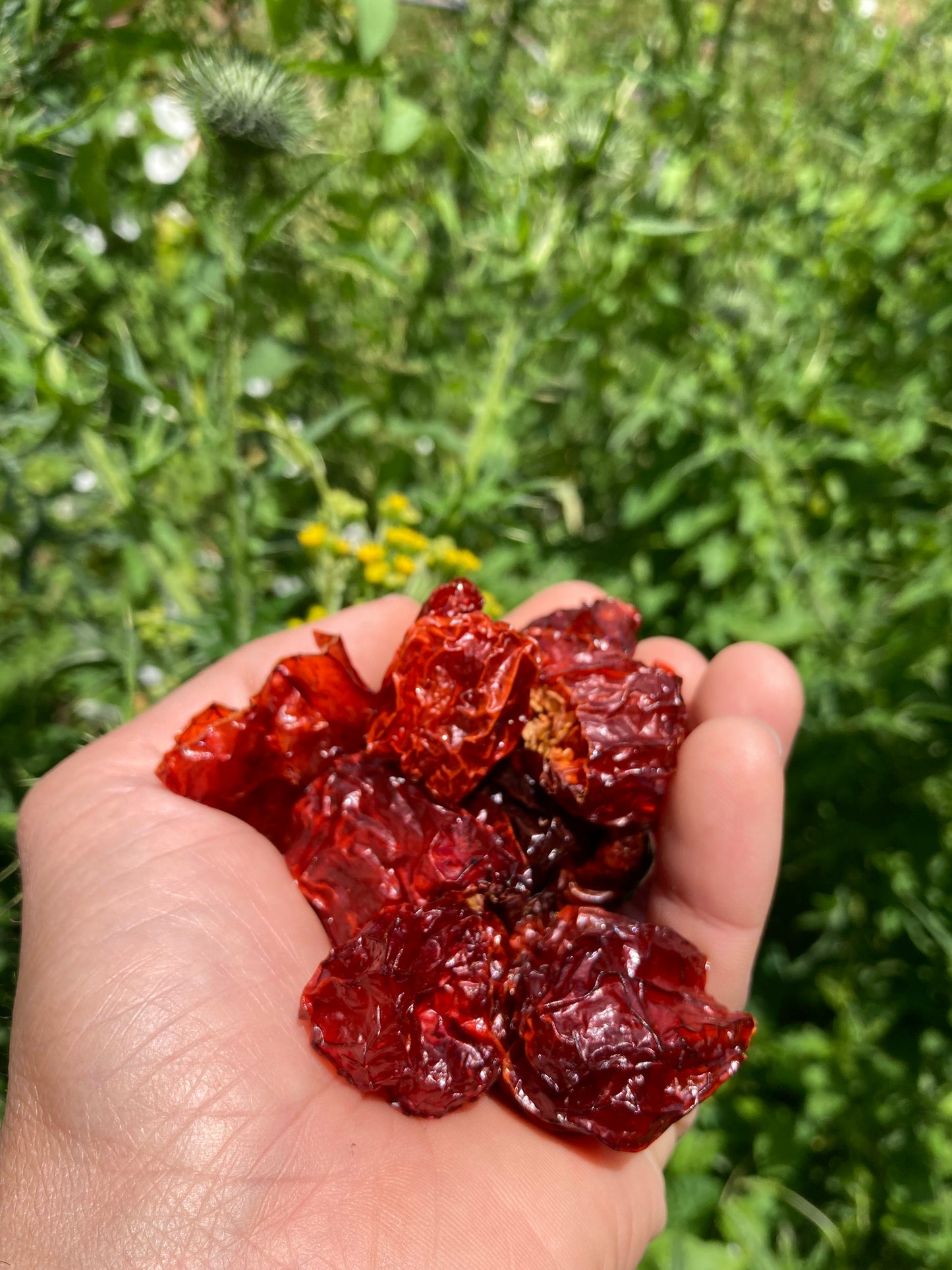 Dried Cherry Smoked Dutch Reaper Peppers - 10g